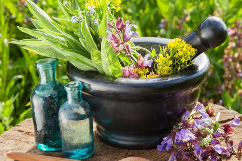 طبیعت و گیاهان دارویی
